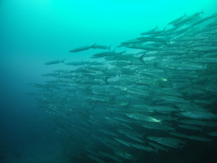 it was an amazing dive, with schools of barracuda frequenting this mid-ocean pinnacle